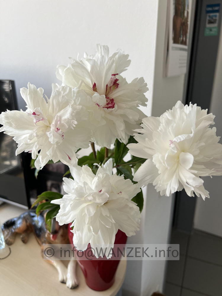 Paeonia officinalis Alba Plena 01.JPG
